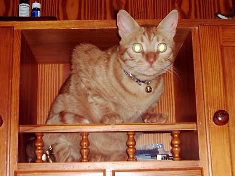 Blanding af racer Samir billede 13