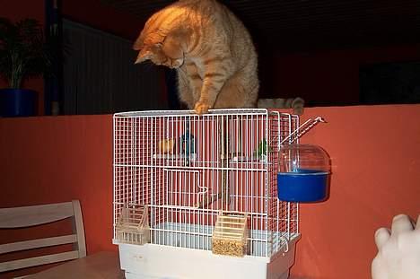 Blanding af racer missi #DØD# billede 4