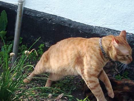 Blanding af racer Samir billede 14