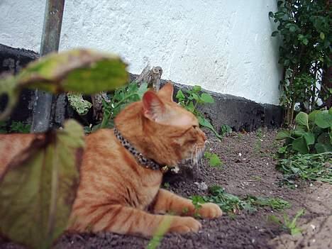 Blanding af racer Samir billede 15