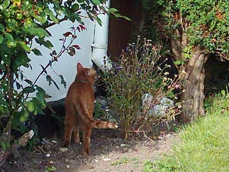 Blanding af racer Samir billede 16