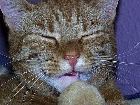 Blanding af racer missi #DØD# billede 5