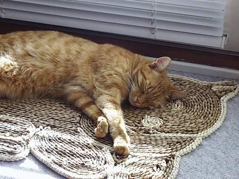 Blanding af racer missi #DØD# billede 6