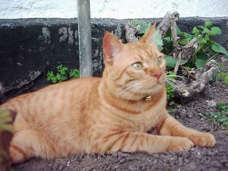 Blanding af racer Samir billede 17