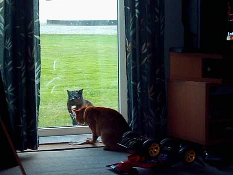 Blanding af racer Samir billede 18