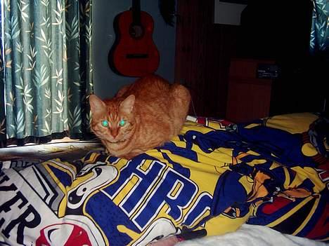 Blanding af racer Samir billede 19