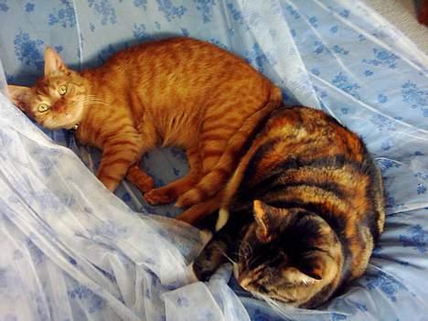 Blanding af racer Samir billede 20