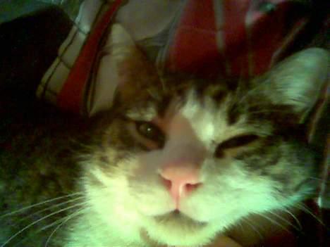 Blanding af racer Buller billede 2