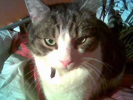 Blanding af racer Buller billede 3