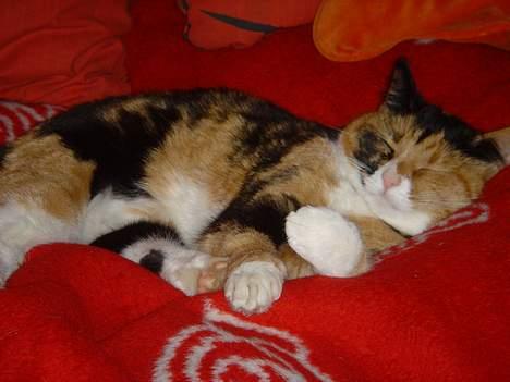 Blanding af racer Molly billede 1