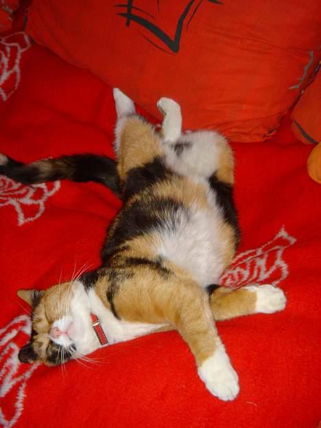 Blanding af racer Molly billede 2