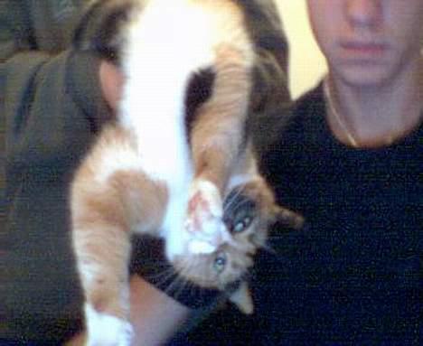 Blanding af racer Molly billede 3