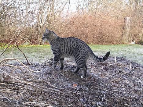 Blanding af racer Misse  - ;o) billede 11