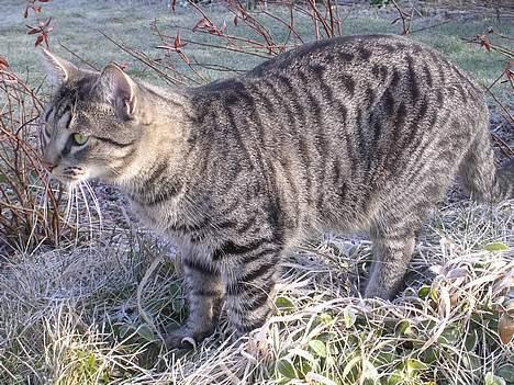 Blanding af racer Misse  - ;o) billede 12