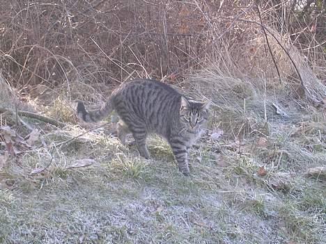 Blanding af racer Misse  - En tåget morgen... billede 13