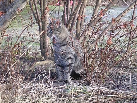 Blanding af racer Misse  - Haløjsa.. billede 14