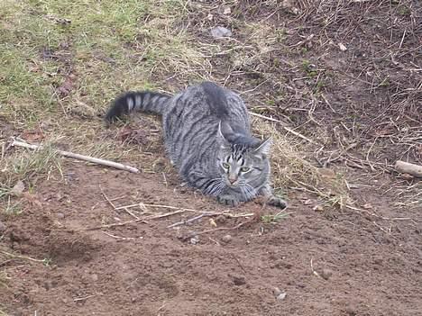 Blanding af racer Misse  - Grrrrrr  Skal vi lege... billede 15