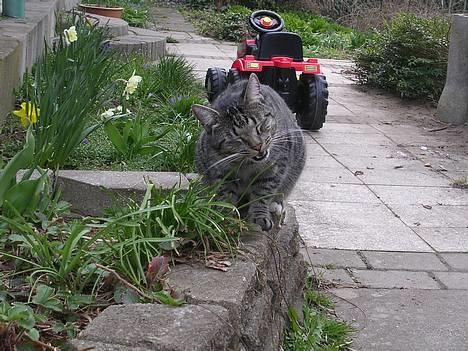 Blanding af racer Misse  - Spiser lige lidt grønt her... billede 16