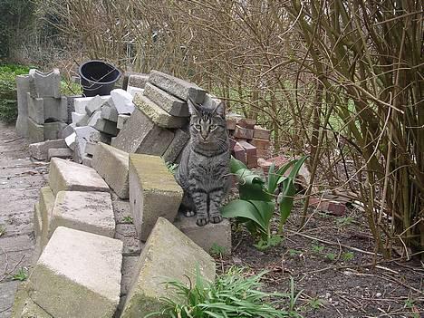 Blanding af racer Misse  - Hejsa.. billede 17