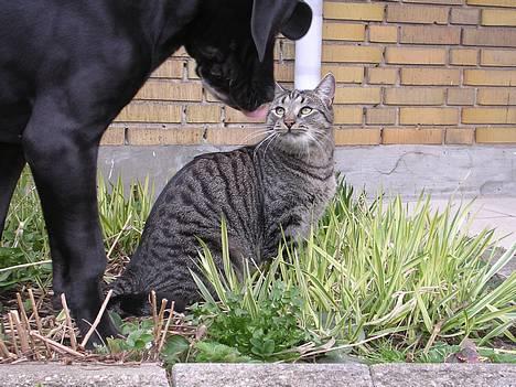 Blanding af racer Misse  - Bertram jeg gider ikke lege... billede 18