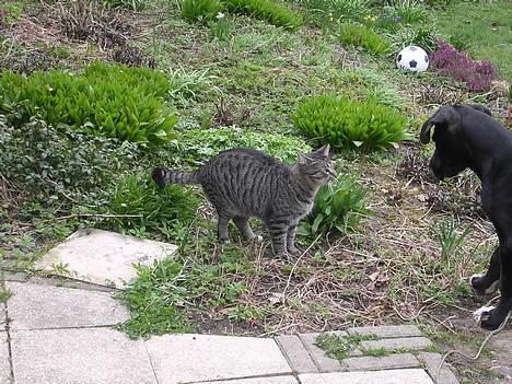 Blanding af racer Misse  - Gå nu væk Bertram... billede 19