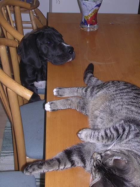 Blanding af racer Misse  - Bertram gå nu væk...  *GG* billede 20