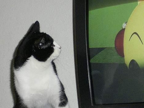 Blanding af racer Mulle  - Hvad er dog det?? billede 11