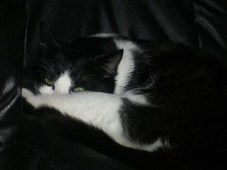 Blanding af racer Mulle  billede 12