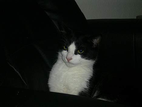 Blanding af racer Mulle  billede 13