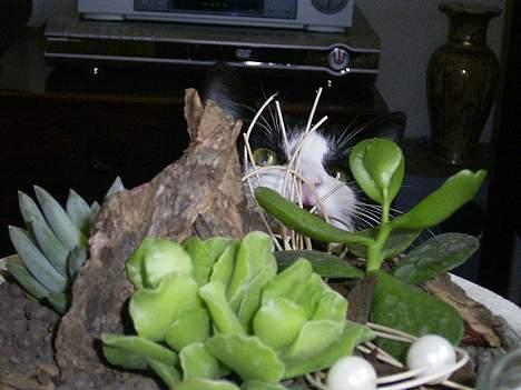 Blanding af racer Mulle  billede 14