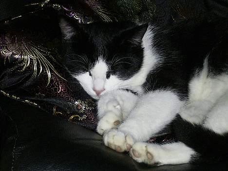 Blanding af racer Mulle  billede 15