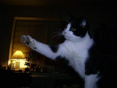 Blanding af racer Mulle  billede 16