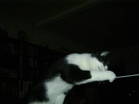 Blanding af racer Mulle  billede 17