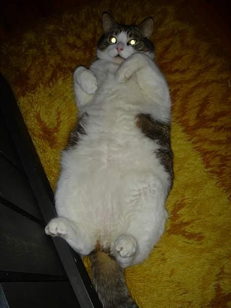 Blanding af racer Buller billede 4