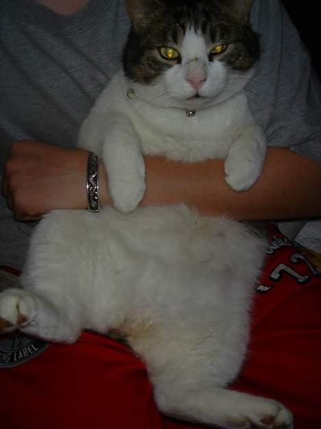 Blanding af racer Buller billede 5