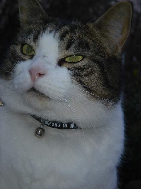 Blanding af racer Buller billede 6