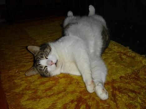 Blanding af racer Buller billede 7