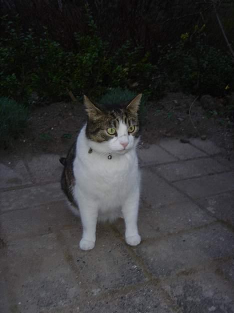 Blanding af racer Buller billede 8