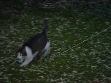 Blanding af racer Buller billede 9