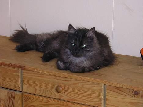 Norsk Skovkat "Muffe" 2001 -  billede 12