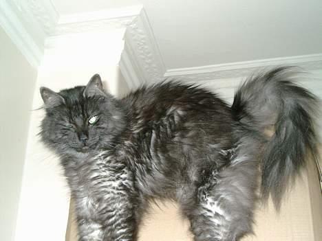 Norsk Skovkat "Muffe" 2001 -  billede 13