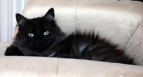 Norsk Skovkat "Muffe" 2001 -  billede 14