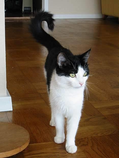 Huskat            *---MISSER---* - stiv som en pind hedder mit nye trick... billede 1