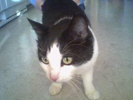 Huskat            *---MISSER---* - jeg gider ikke kigge på dig... billede 2