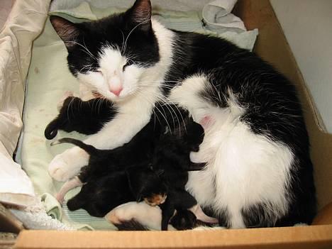 Huskat            *---MISSER---* - her blev jeg så mor for første gang.... billede 3