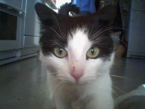 Huskat            *---MISSER---* - hva er det for en dingenot du har der..??? billede 4