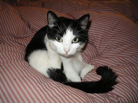 Huskat            *---MISSER---* billede 5