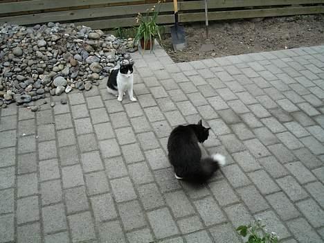 Huskat            *---MISSER---* billede 6