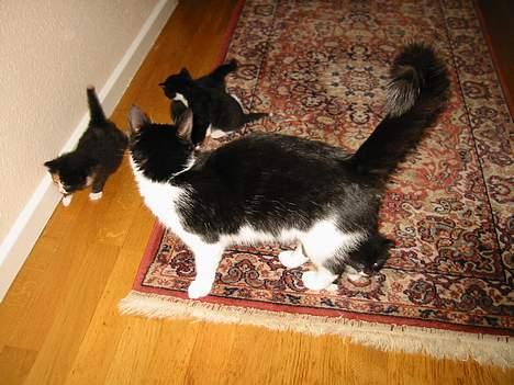 Huskat            *---MISSER---* billede 7