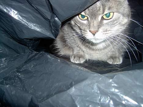 Blanding af racer *SPEEDY* - jeg gemmer mig her så kan de ikk fine mig.. (taget af michella o) billede 11